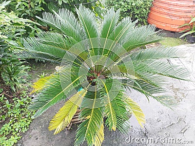 Cycas - Cycas is a genus of plants belonging to a very ancient lineage,Â  Stock Photo
